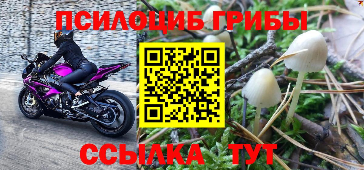 Псилоцибиновые грибы Psilocybine cubensis Сухой Лог